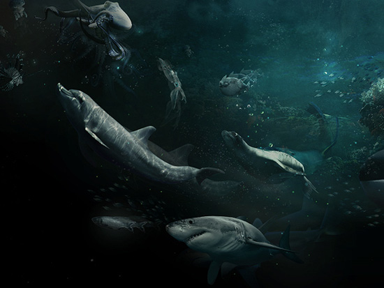 Life discovery channel